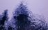 Raindrops