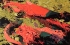 Spawning Salmon