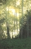 Alders