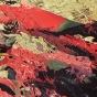 Spawning Salmon