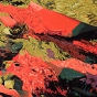 Spawning Salmon
