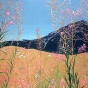 Fireweed no. 2