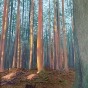 Lynn Valley Forest