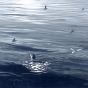 Seagulls