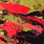 Journal Spawning Salmon plate 16