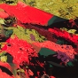 Journal Spawning Salmon plate 24
